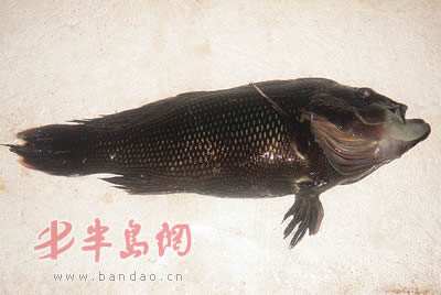 美洲黑石斑大规格鱼种培育技术